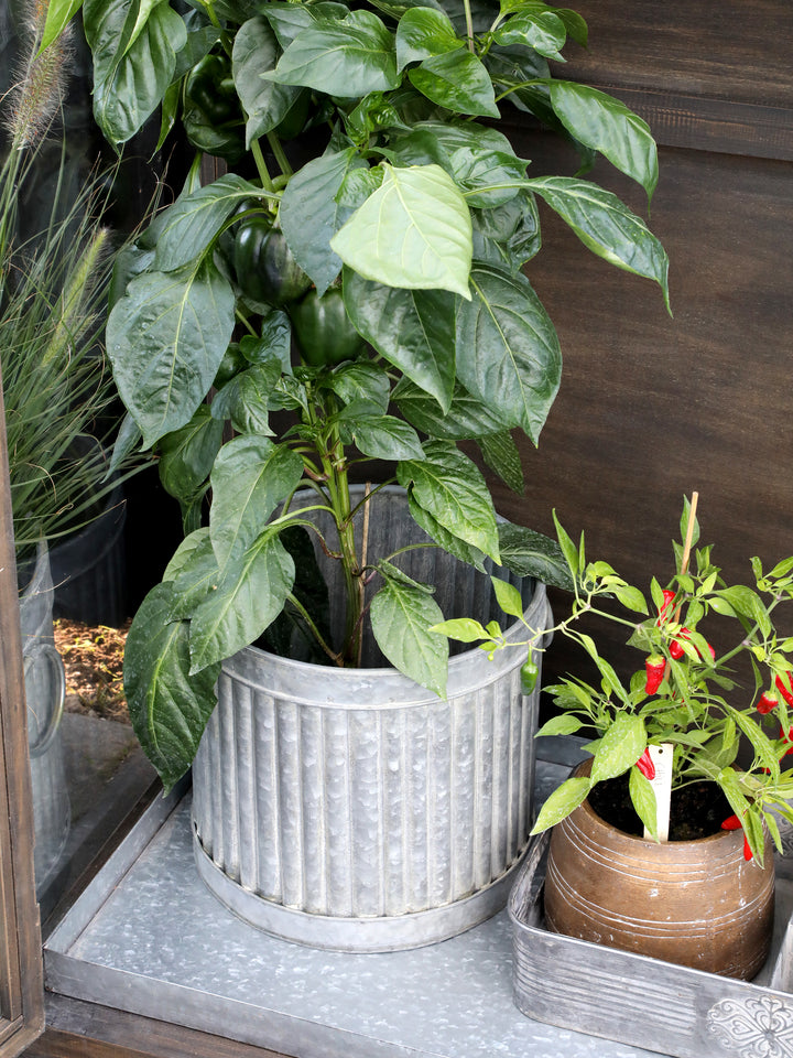 Chic Antique Zink Übertopf mit Rillen als Pflanzgefäß für Paprika und Kräuter im Gewächshaus