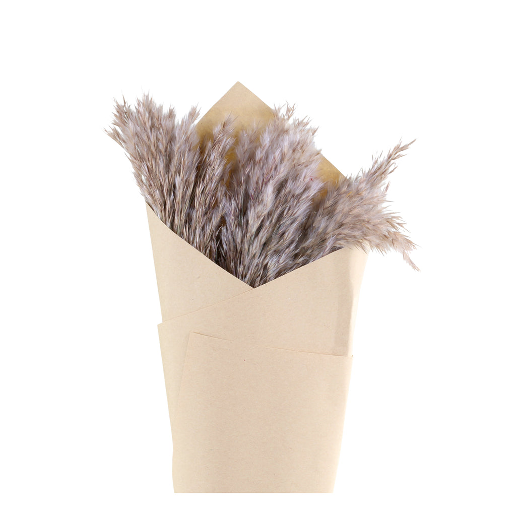 Fleur getrocknetes Pampagrass