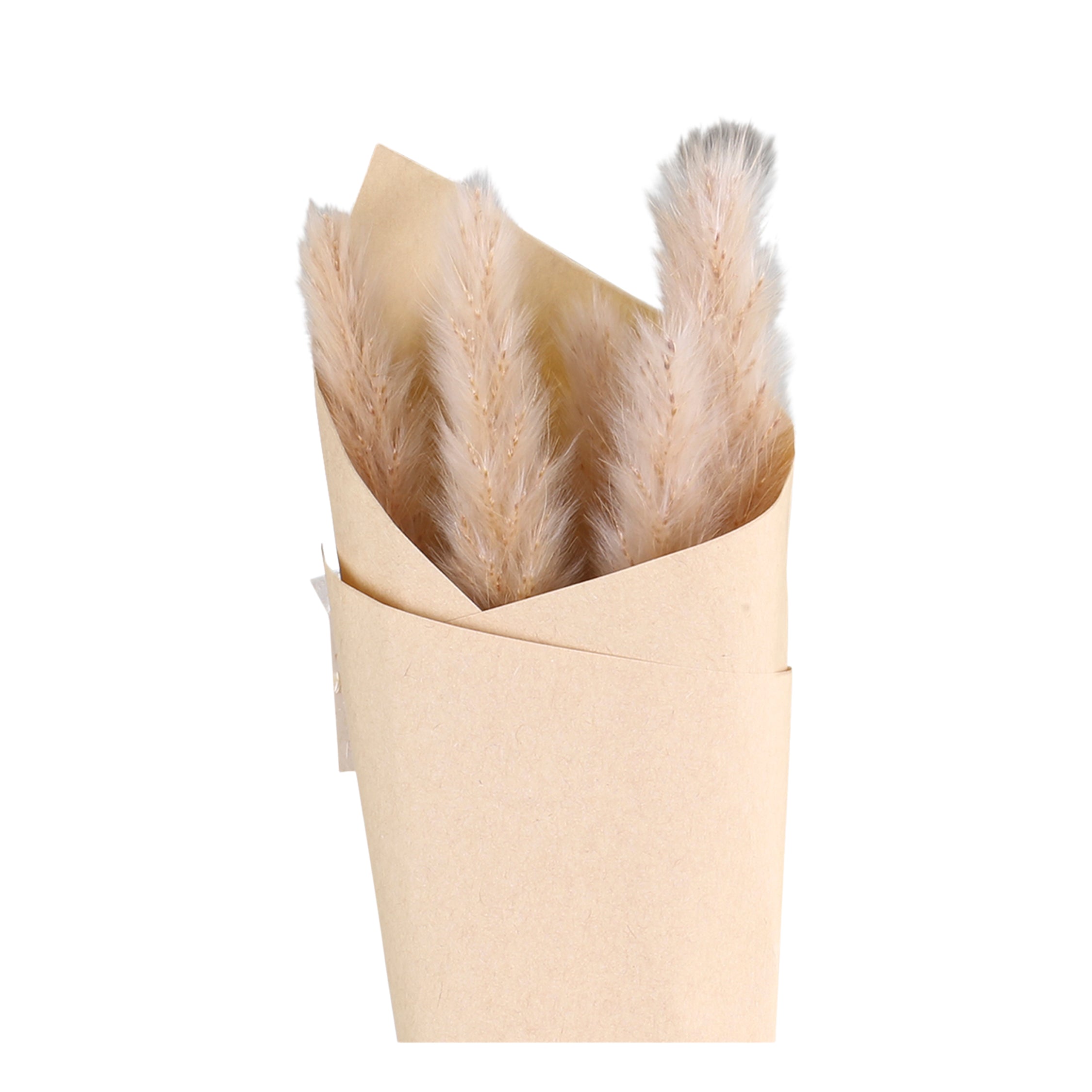 Fleur getrocknetes Pampagrass