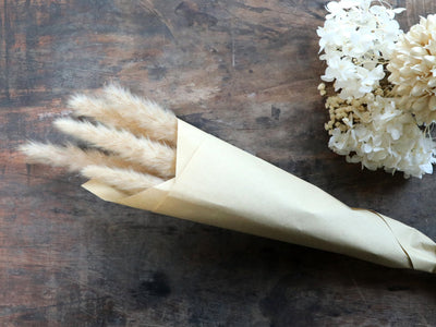 Fleur getrocknetes Pampagrass