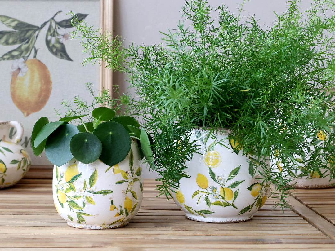 Mediterraner Keramik Übertopf der Serie Limone von Chic Antique