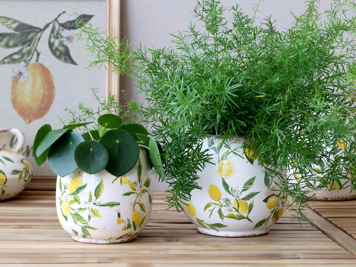 Mediterraner Keramik Übertopf der Serie Limone von Chic Antique